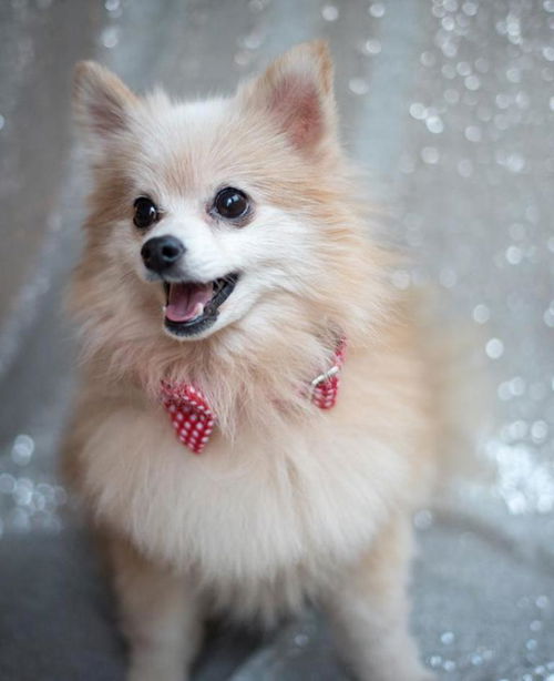 Meeko