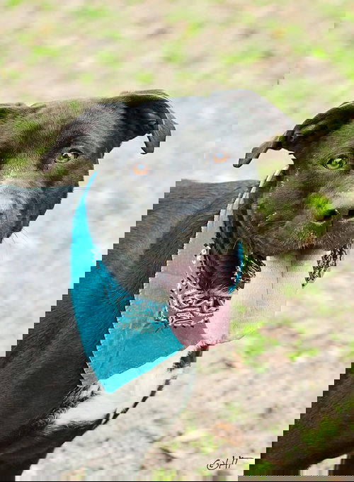 Beau