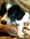 Brisco