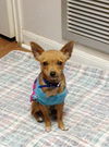 Chico
