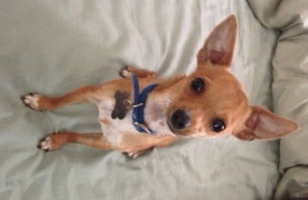 Chico