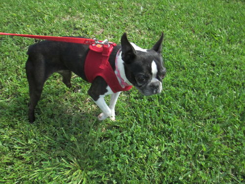 Maggie