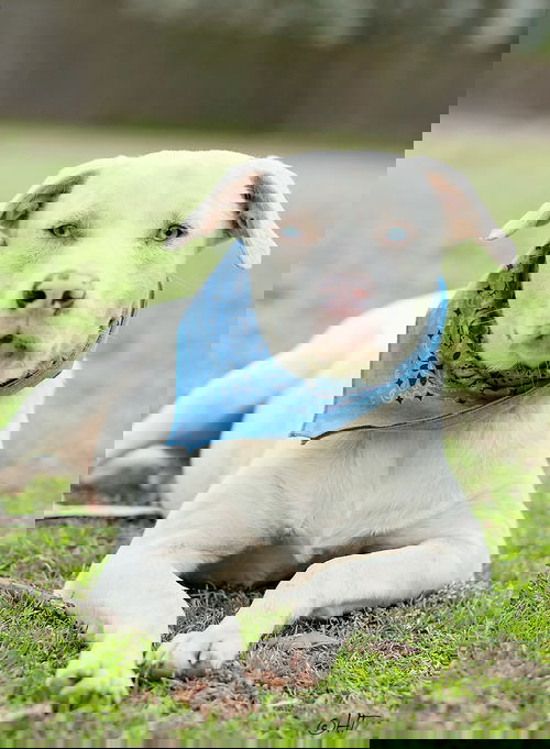 Blue