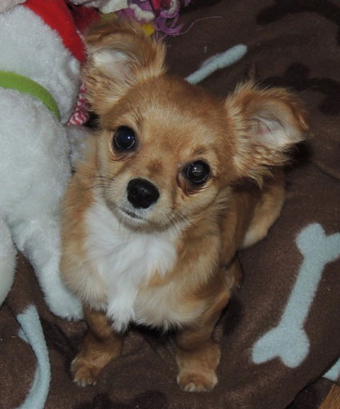 Annabelle