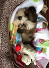 Belle #3