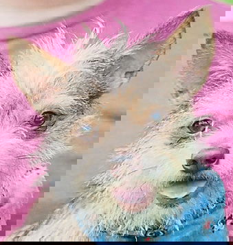 Squirt