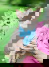 Squirt