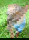 Squirt
