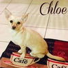 Chloe