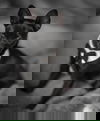 Coal