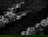 Coal