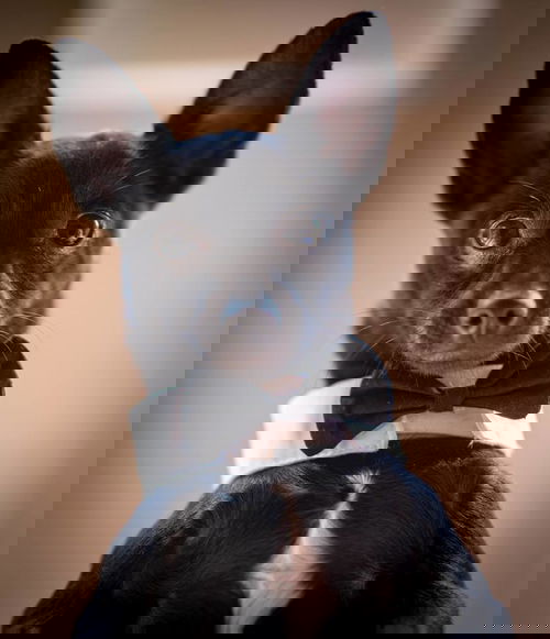 Coal