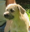 Cookie - Puppy