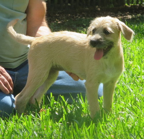 Cookie - Puppy