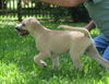 Cookie - Puppy
