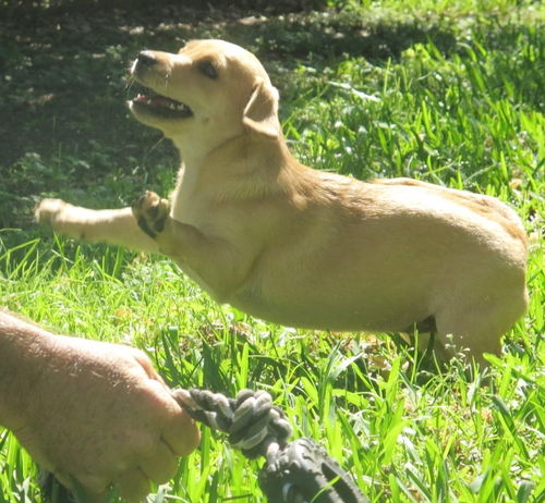 Sweet Pea - Puppy