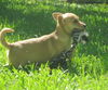 Sweet Pea - Puppy