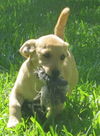 Sweet Pea - Puppy