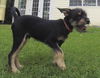 Bonaparte - Puppy