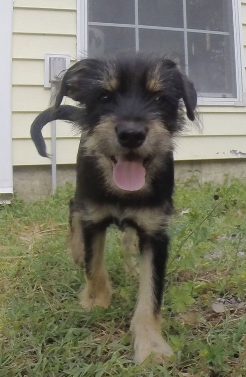 Bonaparte - Puppy