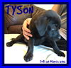 TYSON