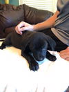 TYSON