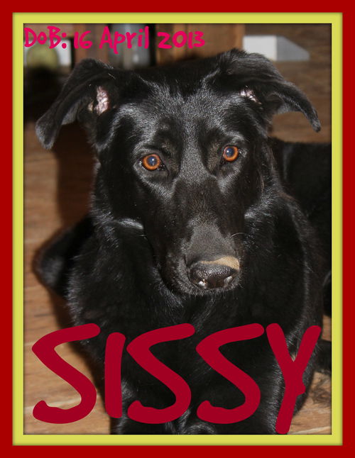 SISSY