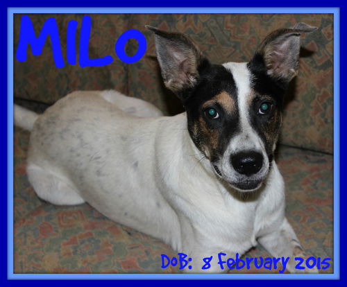 MILO