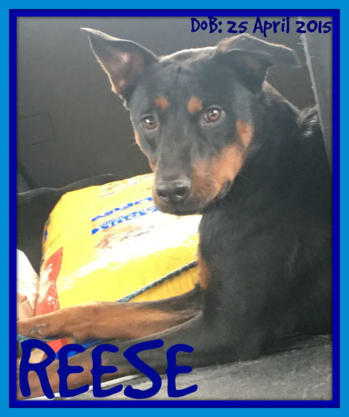 REESE