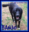 BANJO