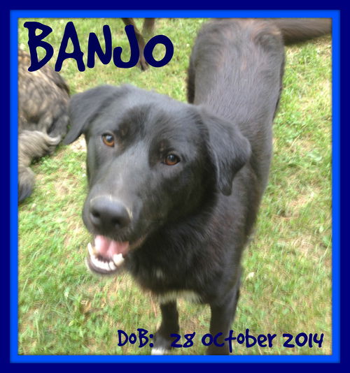 BANJO