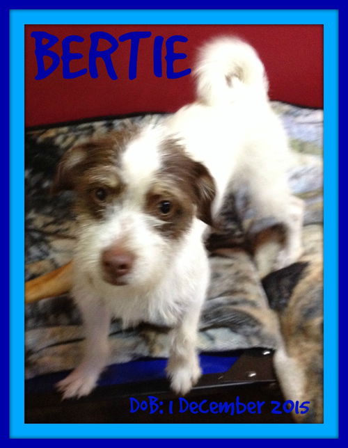 BERTIE