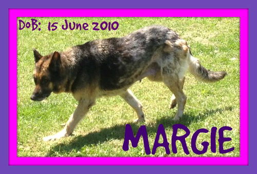 MARGIE