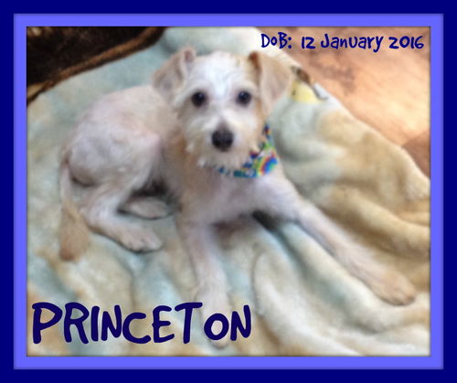 PRINCETON