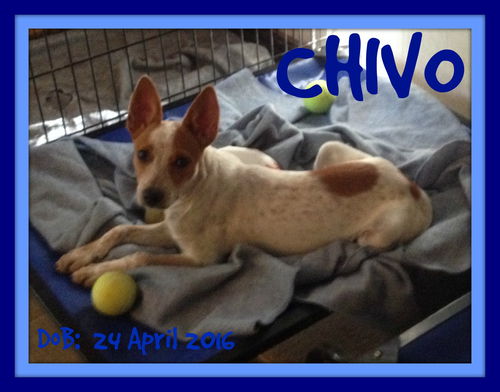 CHIVO