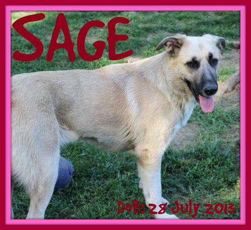 SAGE