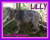 LILLY