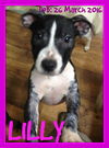 LILLY