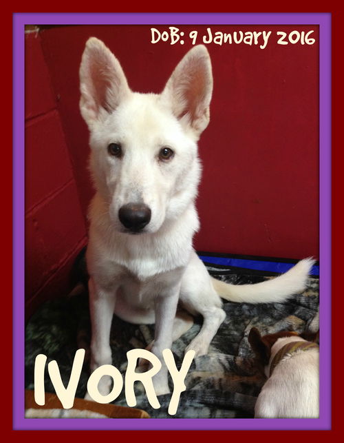 IVORY