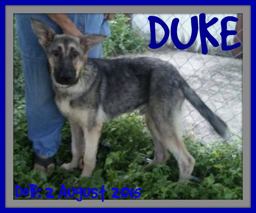 DUKE