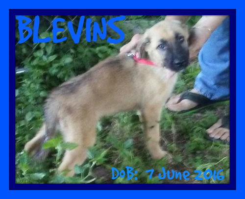 BLEVINS