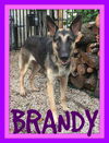 BRANDY