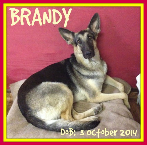 BRANDY