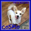 COSMO