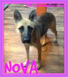 NOVA