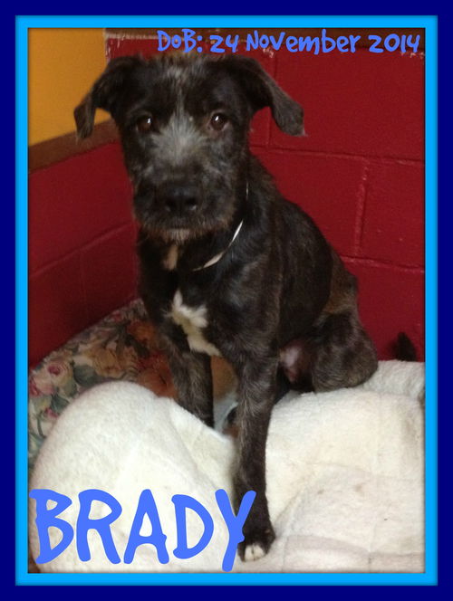 BRADY