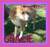 GRACIE