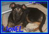 LIONEL