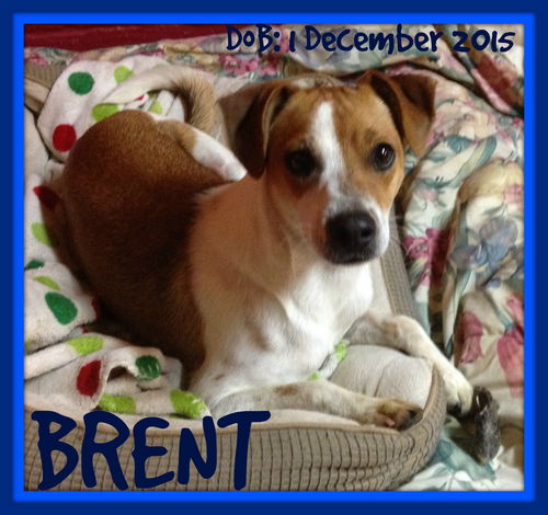 BRENT