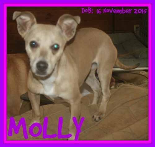 MOLLY